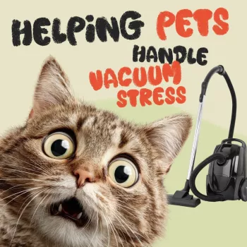 Vacuum Anxiety in Pets: Calm Dogs & Cats Step by Step